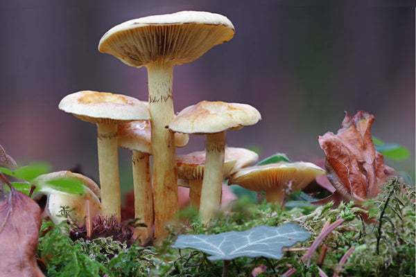 Puffballs launch spores to amazing things